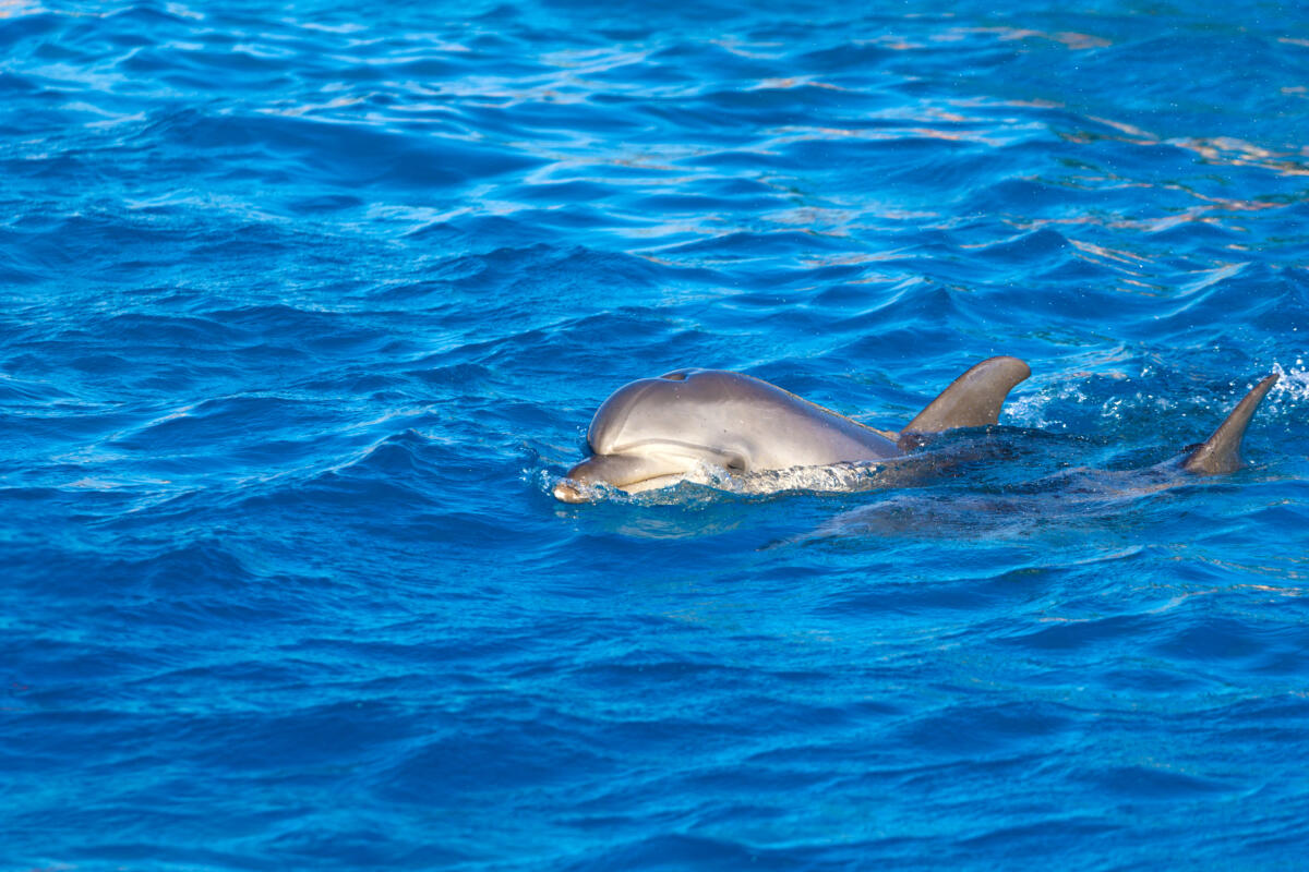 Ceuta sotto shock migranti picchiano dei cuccioli di delfino scatenando rabbia e richieste di espulsioni
