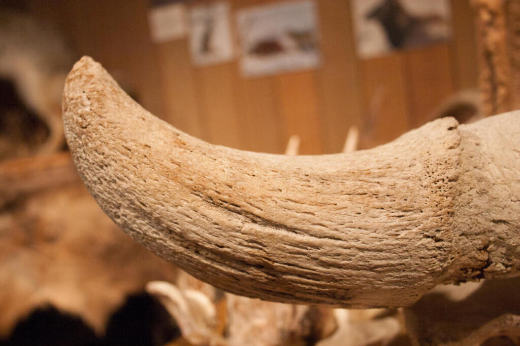 Il mammut lanoso sarà riportato in vita con l'aiuto dell'IA: lo affermano gli scienziati